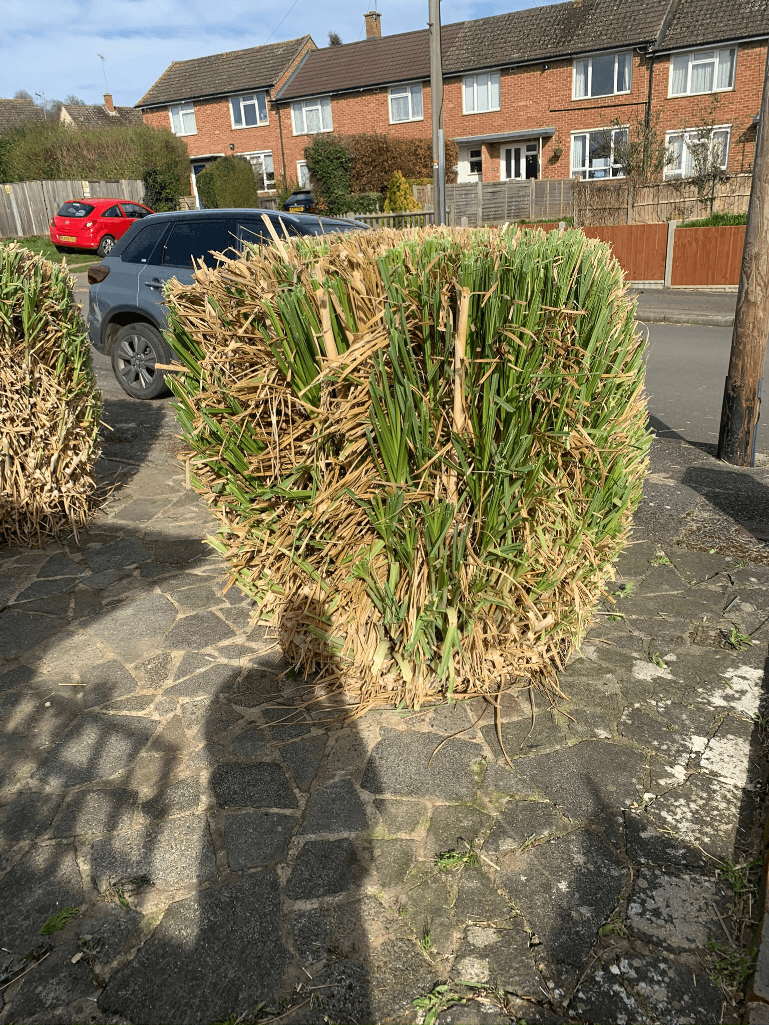 Commercial hedge trimming services in South East Surrey