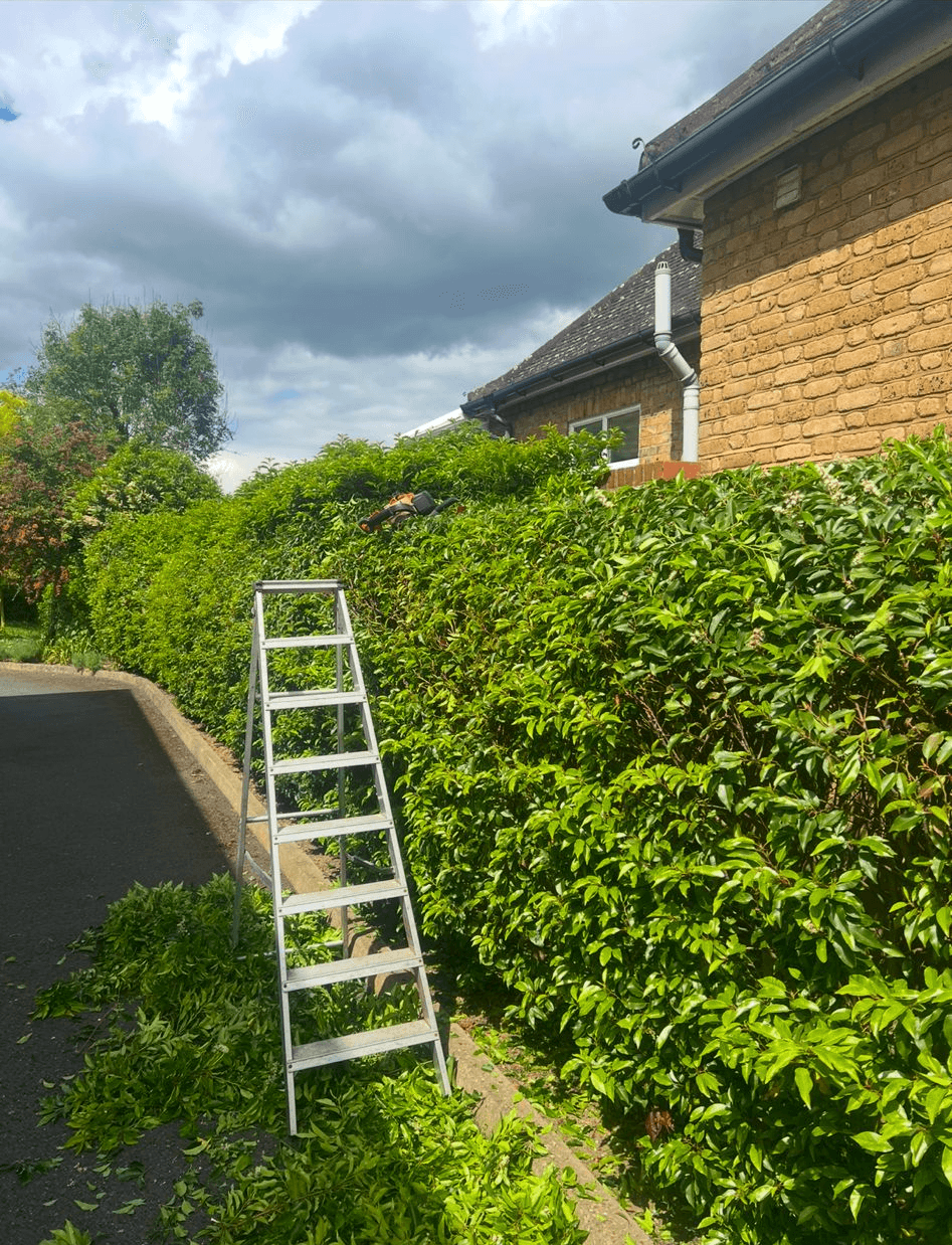 Commercial hedge trimming services in South East Surrey