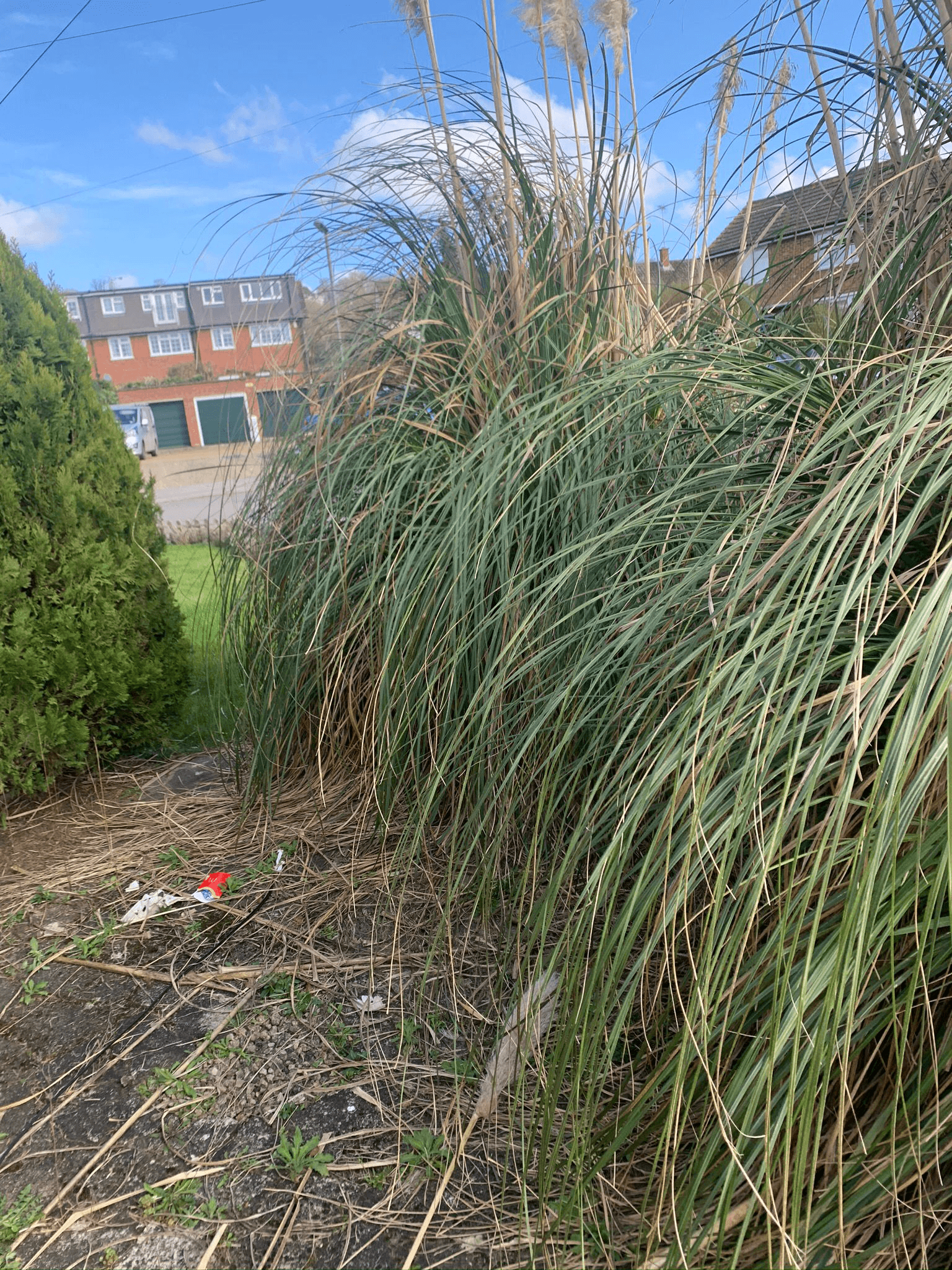 Commercial hedge trimming services in South East Surrey