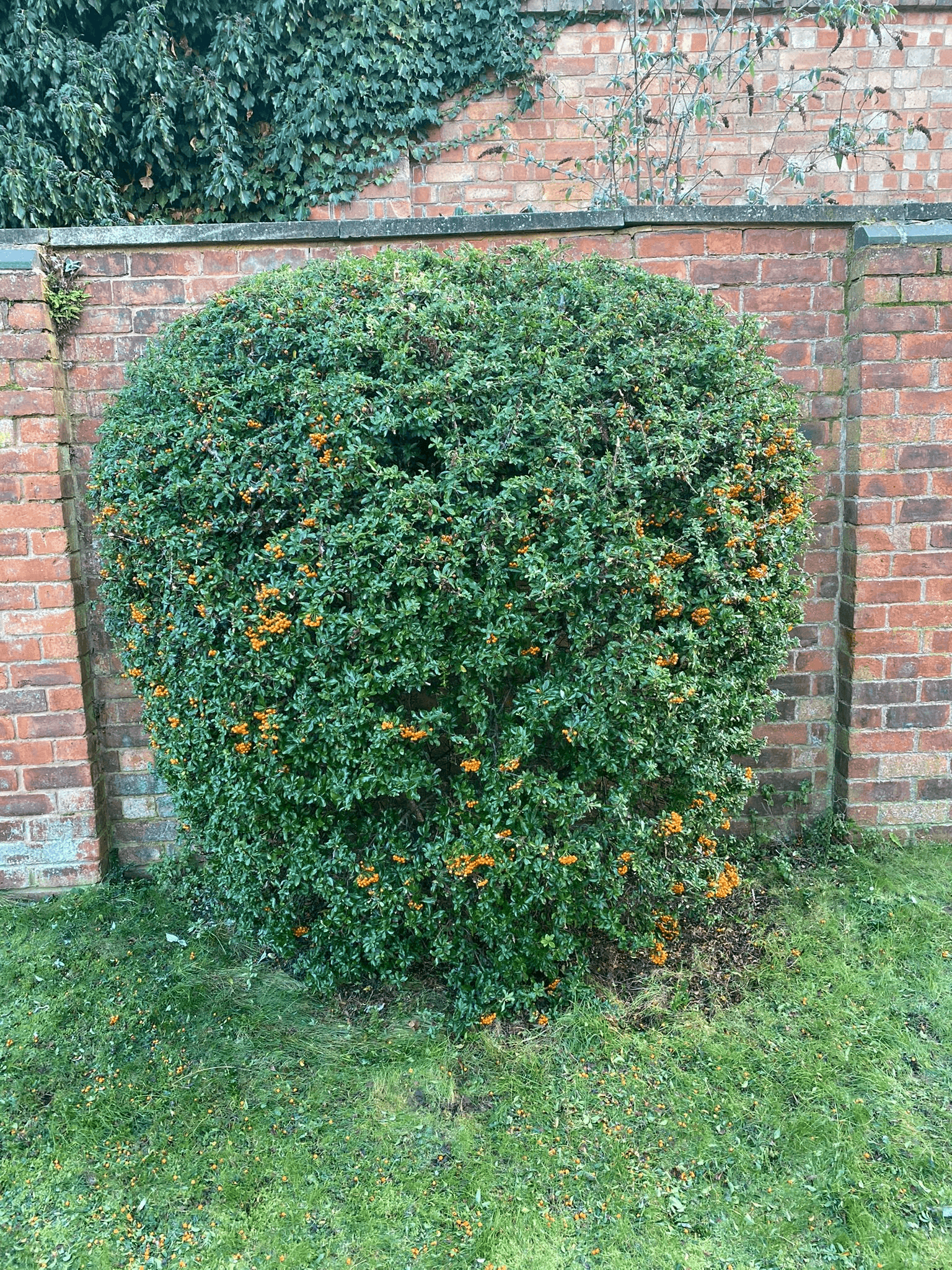 Commercial hedge trimming services in South East Surrey