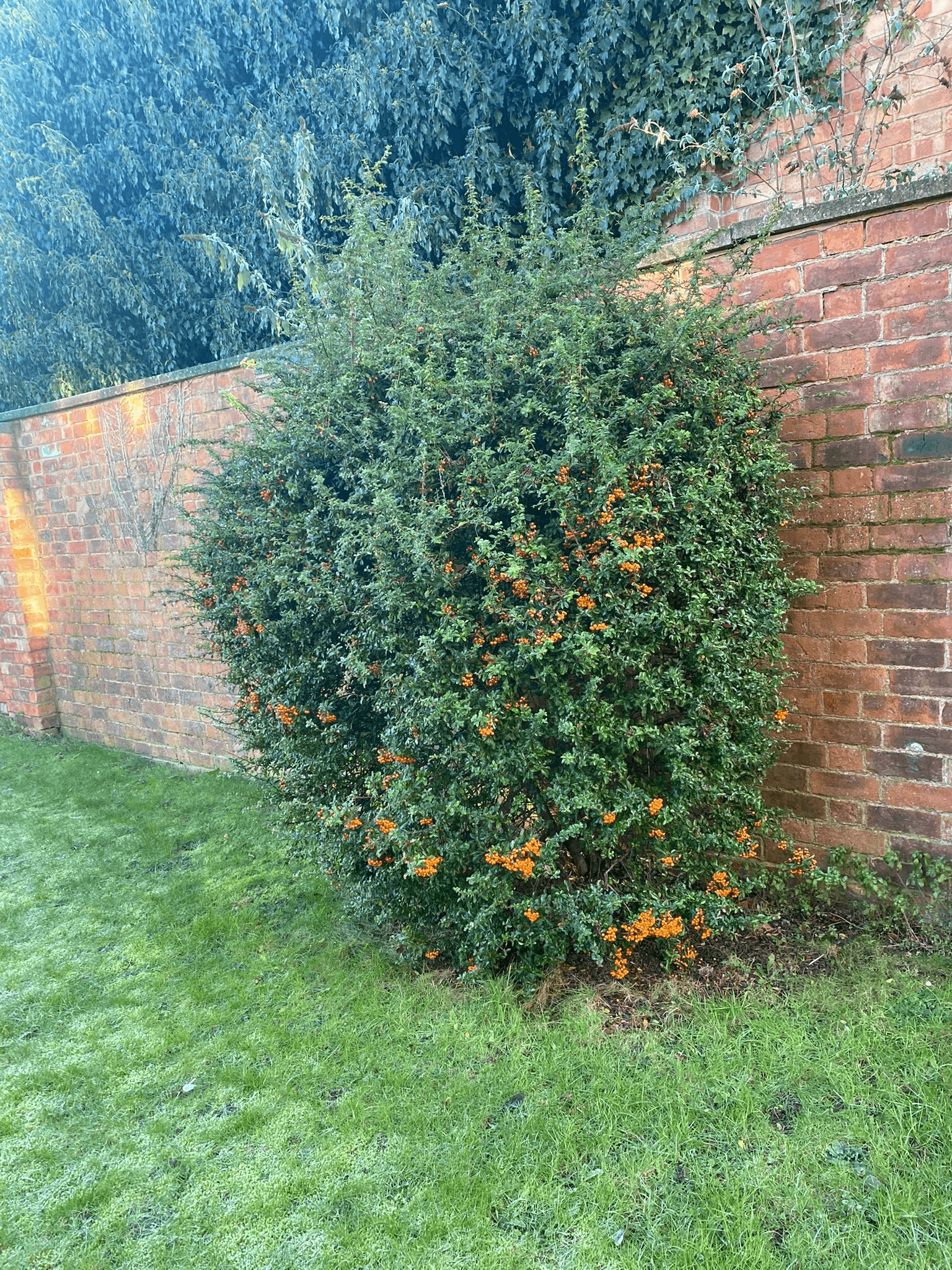 SE Grounds Maintenance hedge trimming services