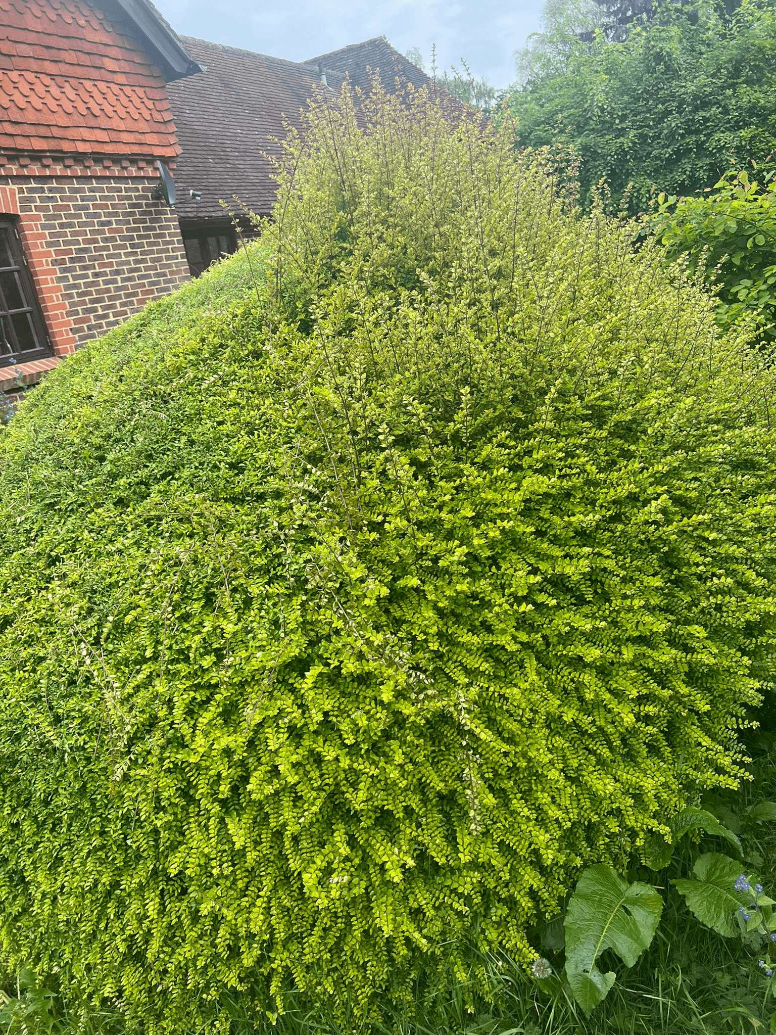 Commercial hedge trimming services in South East Surrey