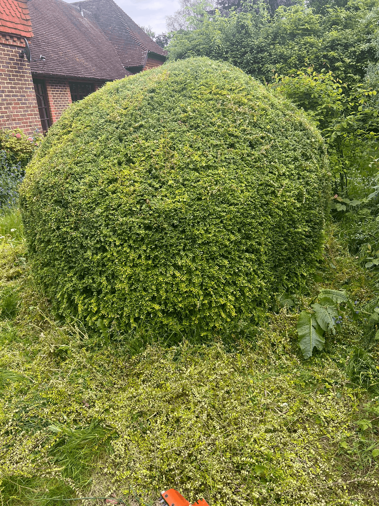 Commercial hedge trimming services in South East Surrey