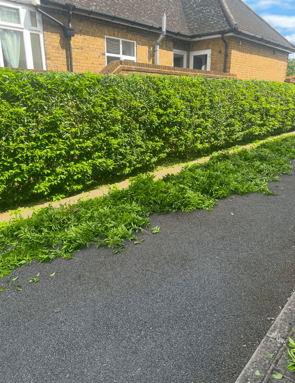 Commercial hedge trimming services in South East Surrey