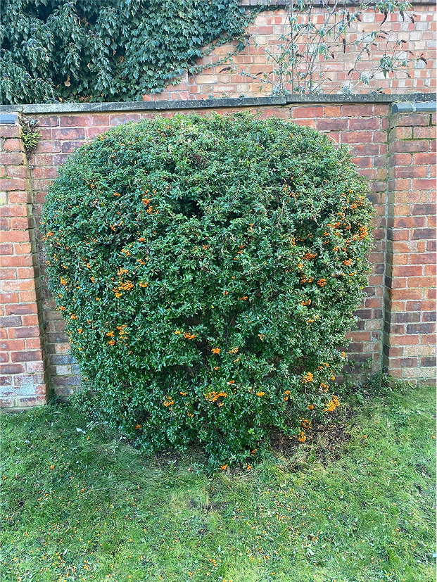 Commercial grounds after maintenance