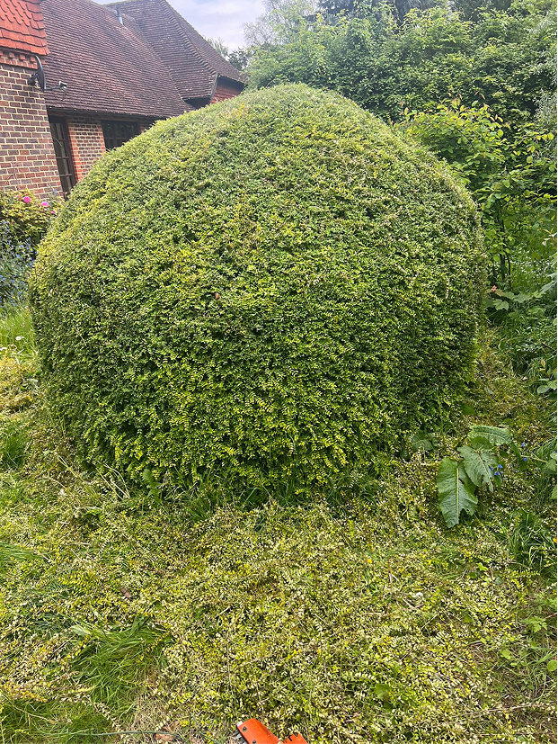 Commercial grounds after maintenance